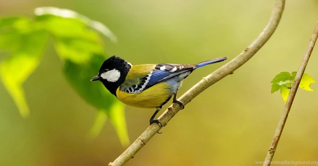 Download Wallpapers Free: Hd Birds Wallpapers