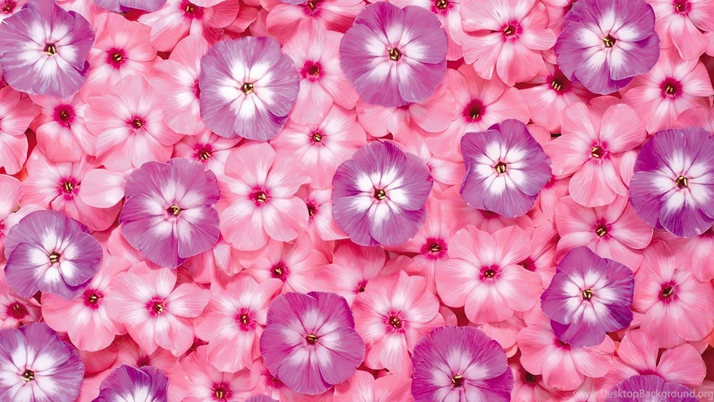 Flower Tumblr Wallpapers Desktop Uncalke.com
