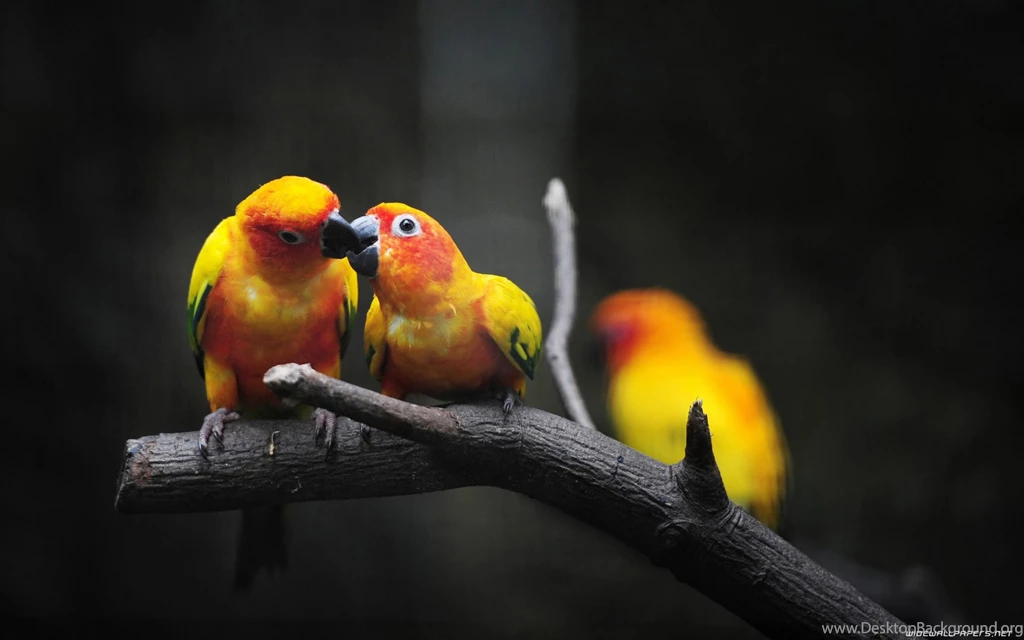 Love Birds Wallpapers
