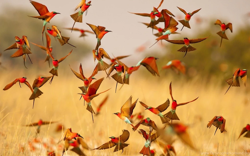 Bee Eater Flying Birds Wallpapers Free Download For Desktop