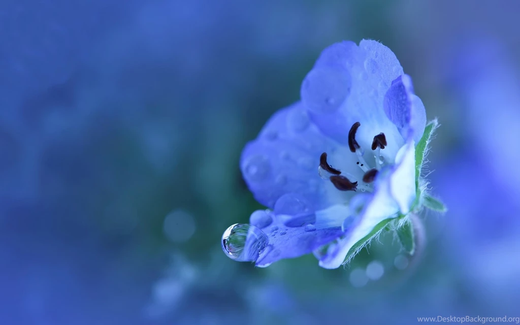 Pretty Blue Flower Wallpapers