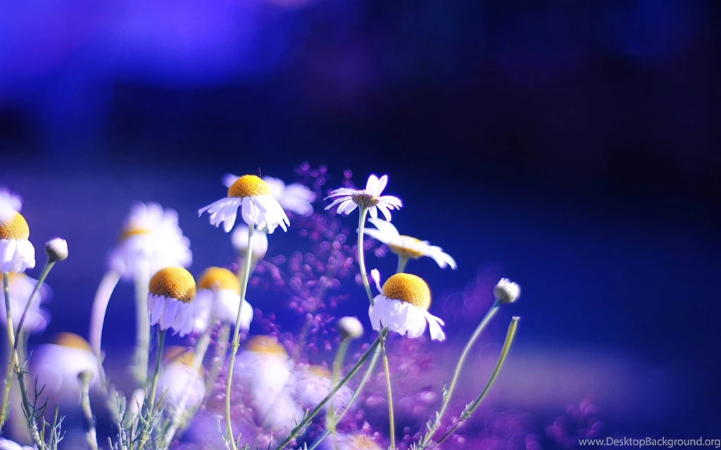 Pretty Blue Flower Wallpapers
