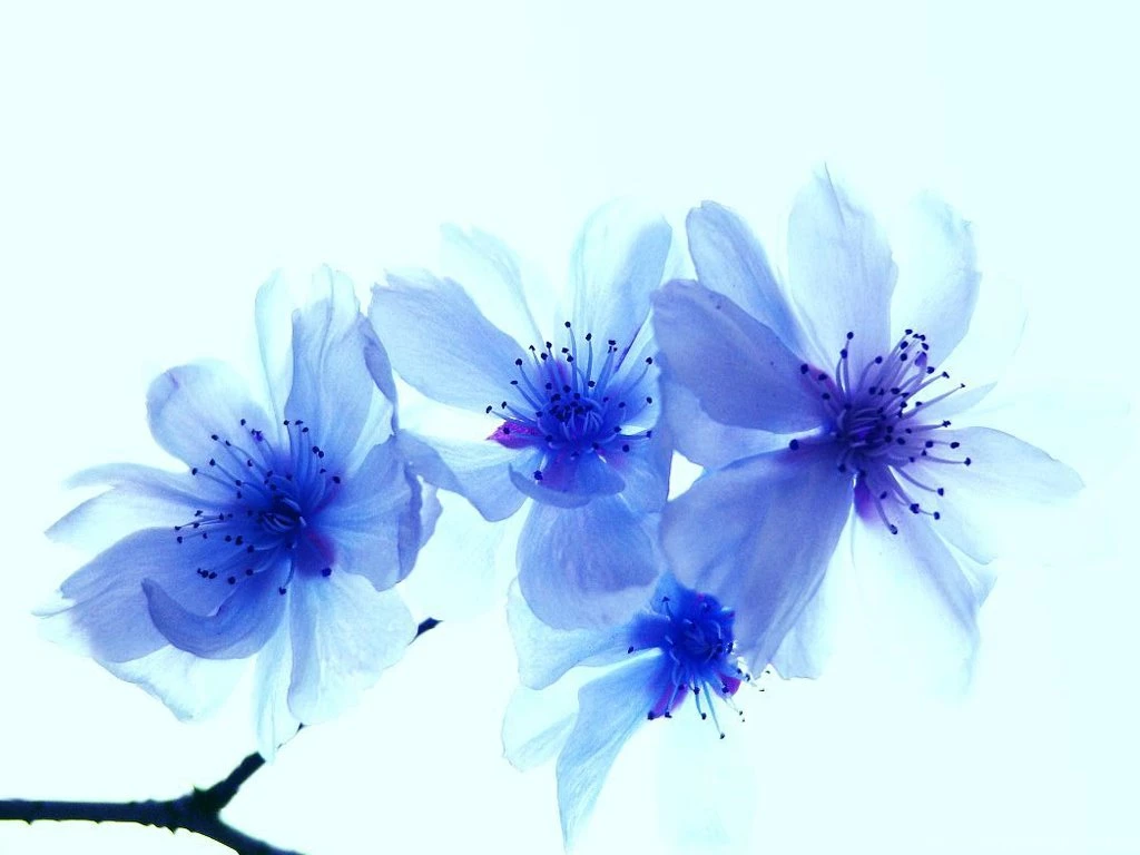 blue flowers images and