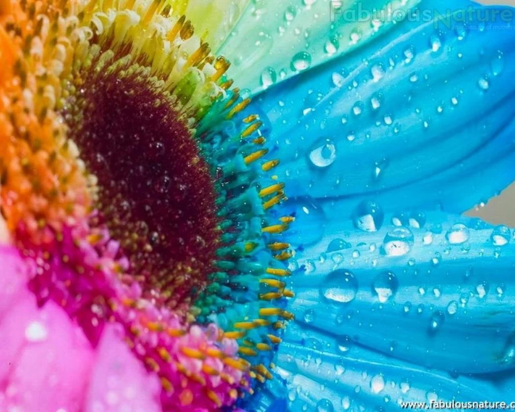 Colours Of Spring Wallpapers   (