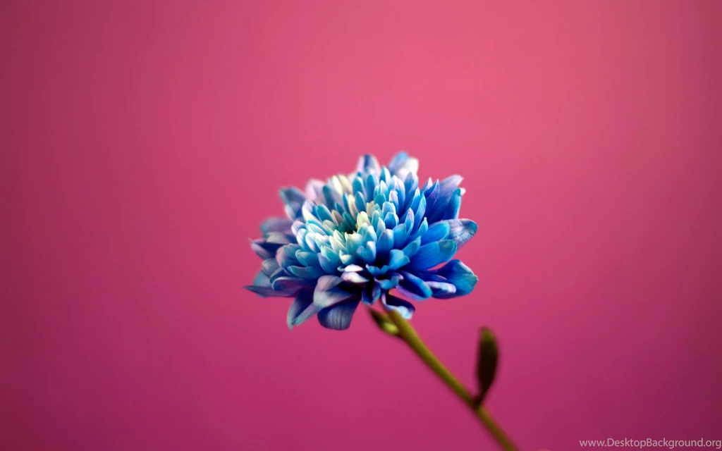 Full HD Pictures Pretty Blue Flower 966.55 KB
