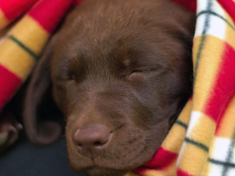 Labrador Retriever Wallpapers   Chocolate Lab Puppy Asleep In Blanket