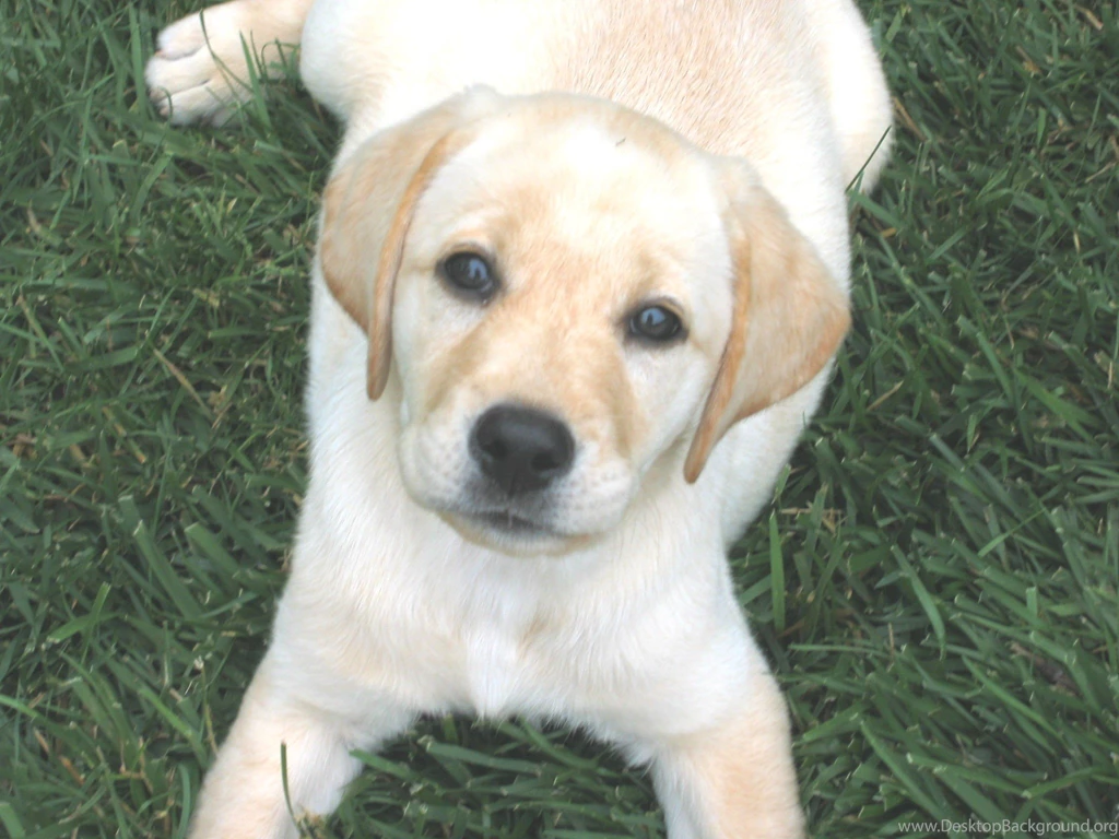 Lab Puppies Wallpapers