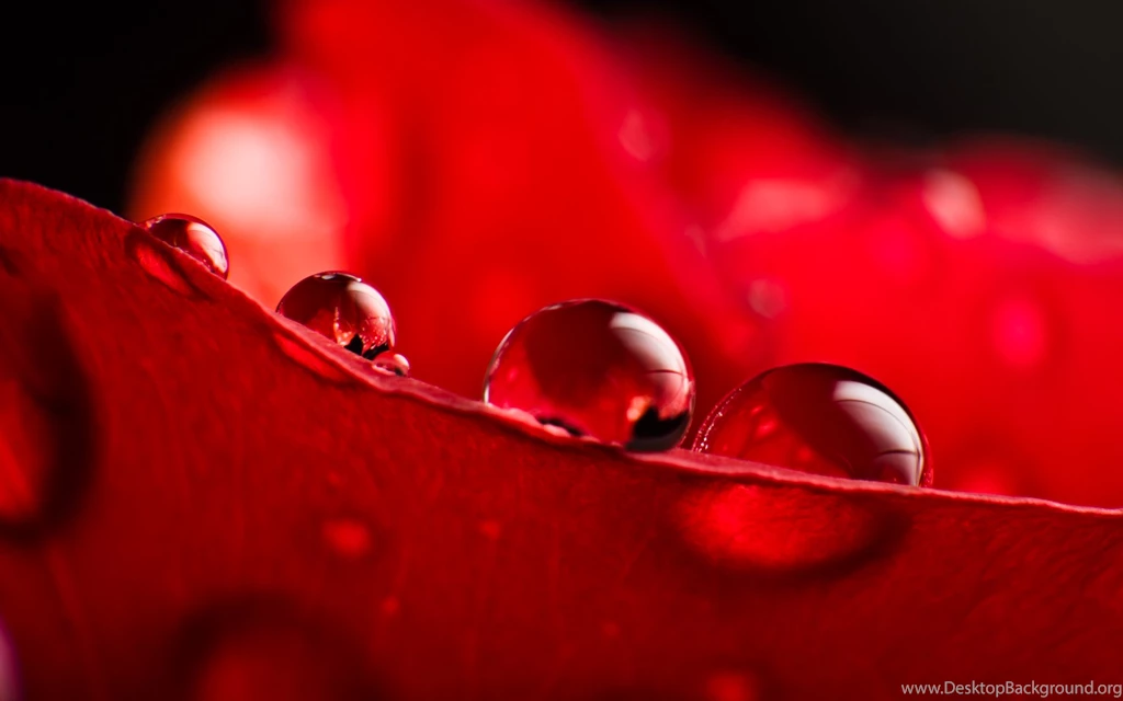 Extraordinary Waterdrops Wallpapers 1920x1200