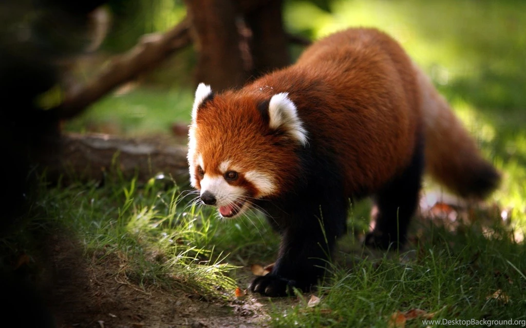 Extraordinary Red Panda In 1280x800 Resolution HD Desktop Wallpapers