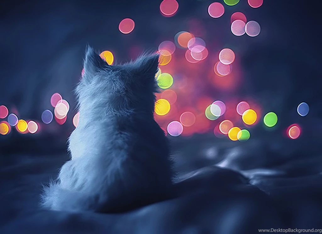 Cats: Waiting Night Fall Cat Cats HD Wallpapers For HD 16:9 High ...