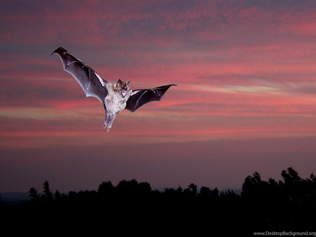 Birds: Bat Bird Nature Animal Phone Wallpapers For HD 16:9 High ...