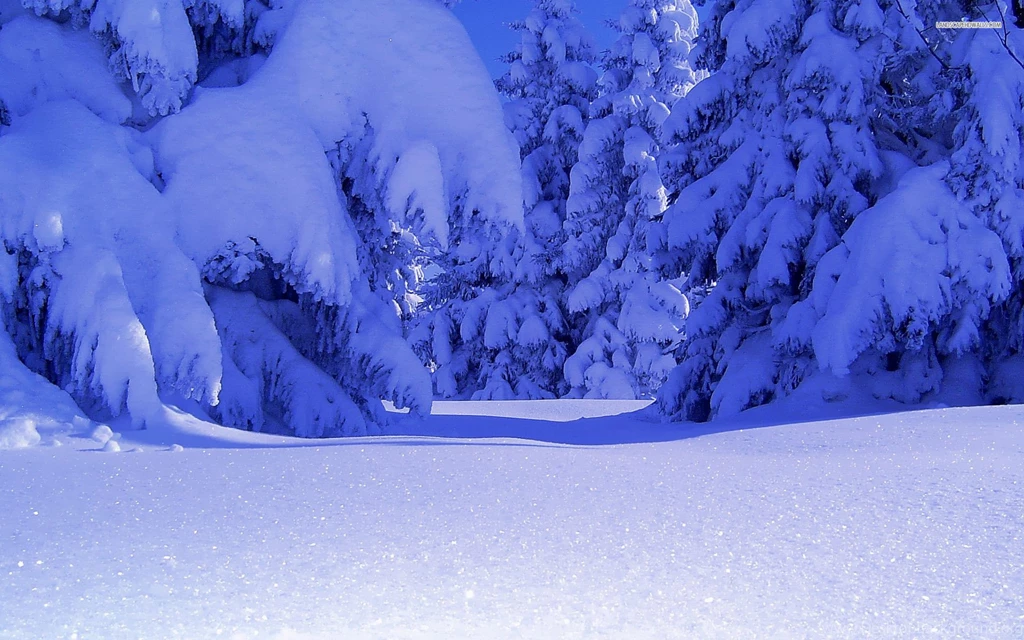 Pure White Snow In The Forest, Tree, Winter, Nature, 1920x1200 HD ...