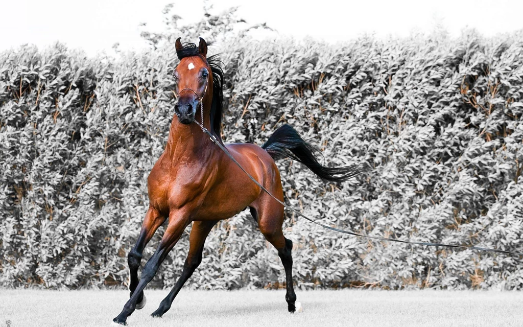 Horse Unicorn Horse Wallpapers 3d – Widescreen Wallpapers