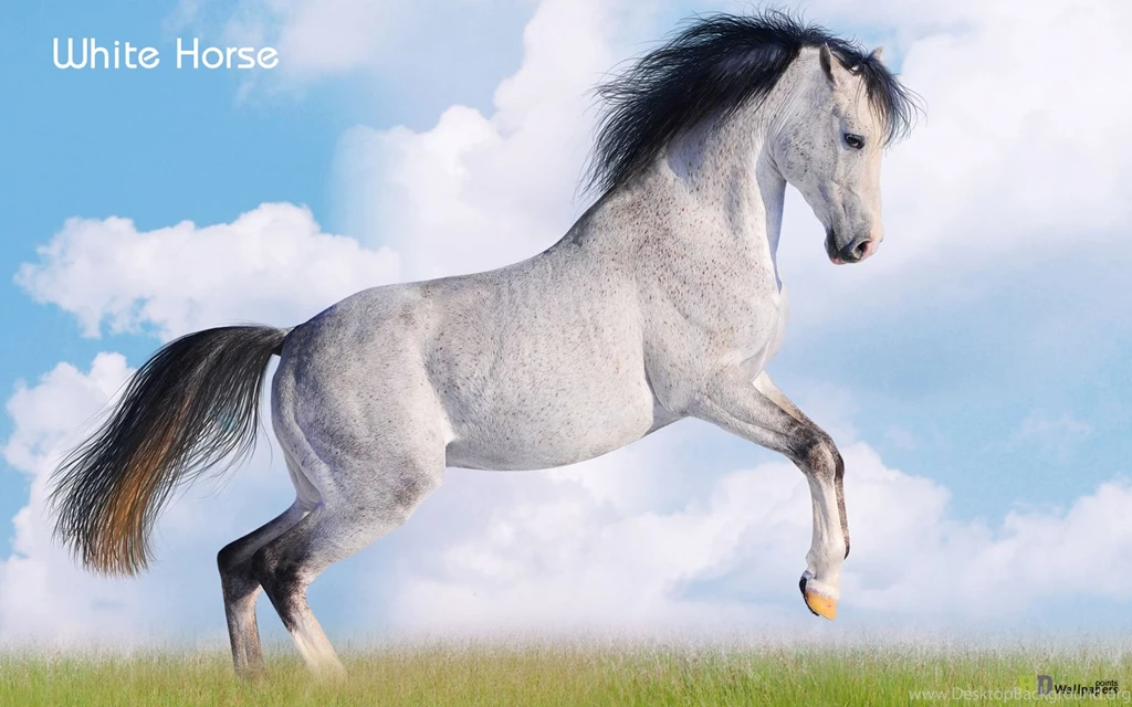 Beautiful White Horse Wallpapers ImgMob