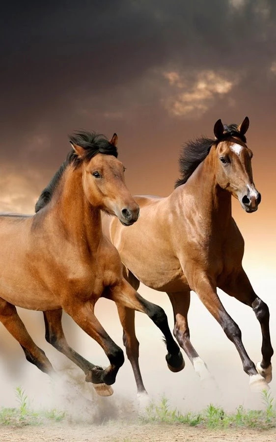 Horses Live Wallpapers Android Apps On Google Play