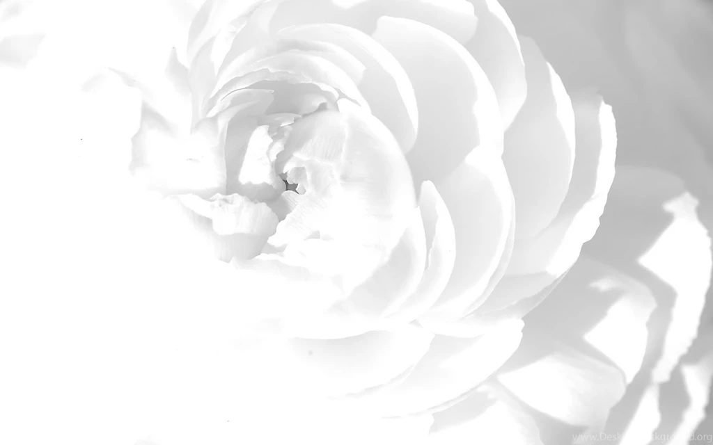 Wallpapers Uk Floral