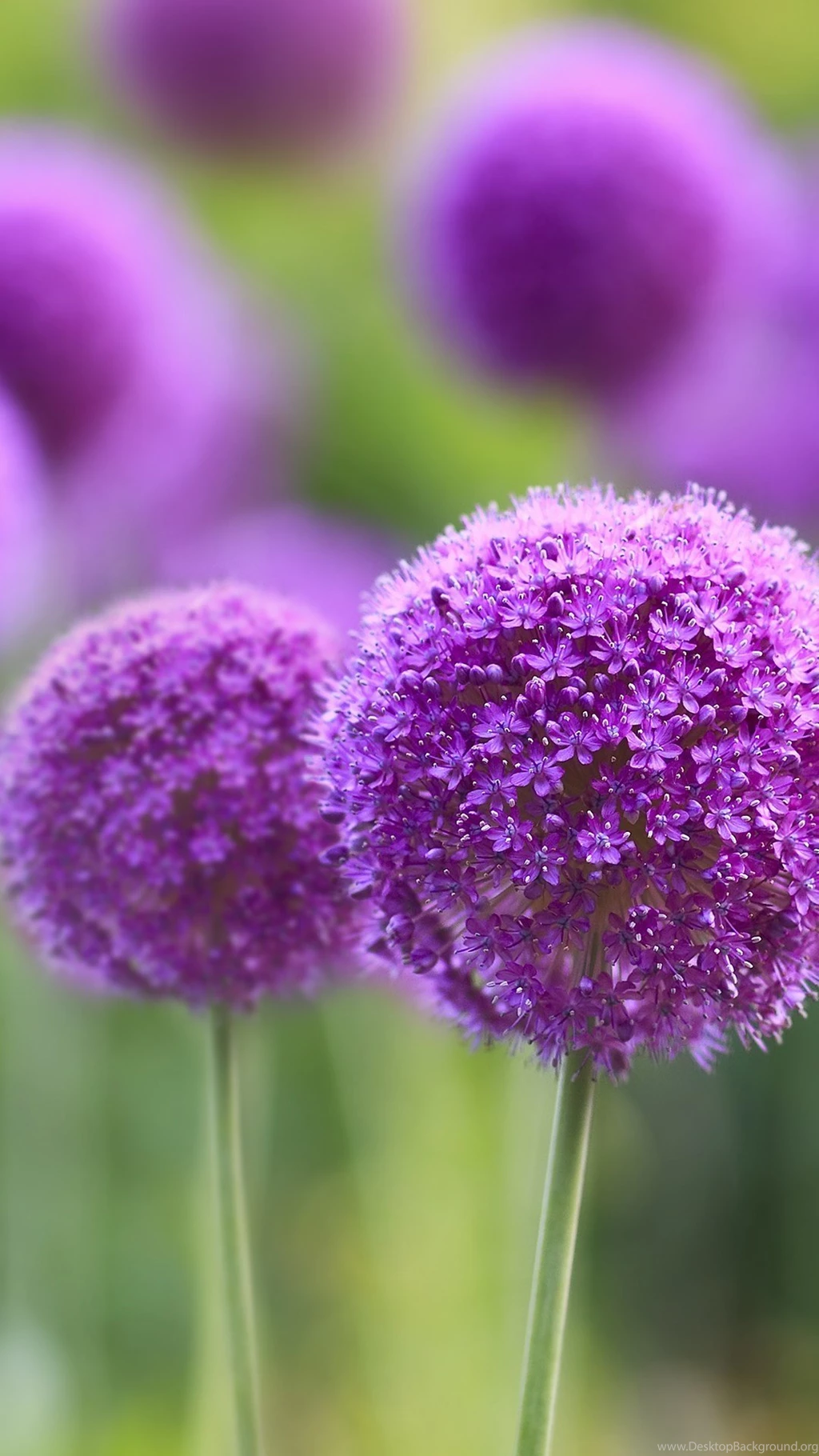 Free Mobile Phone Wallpapers Download ~ Toptenpack.com