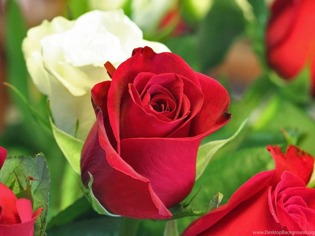 Free_Flower_Wallpaper_Download_For_Mobile 9.jpg