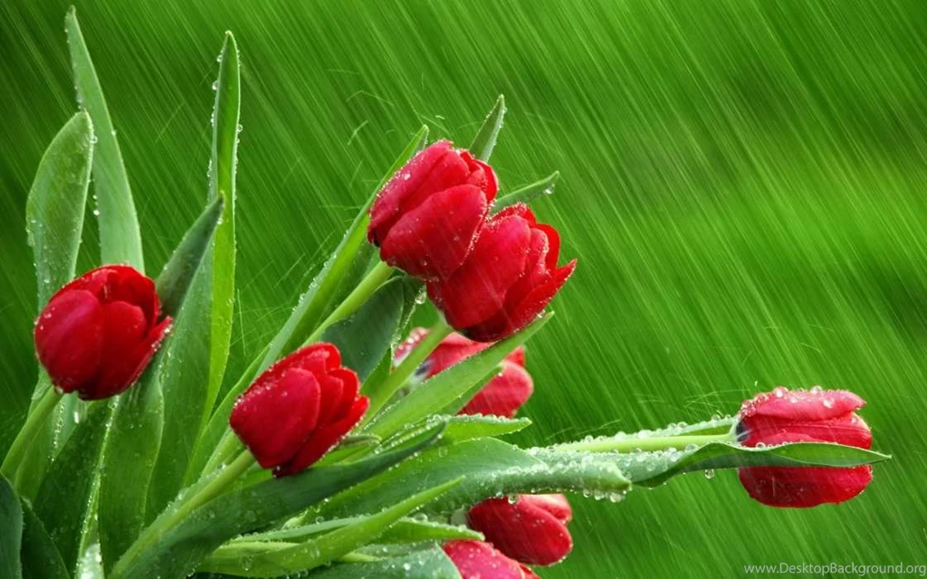 Download Mobile Wallpaper: Plants, Flowers, Tulips, Free. 10189.