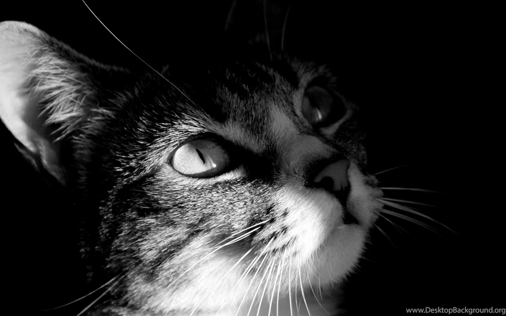 Cat Computer Wallpapers, Desktop Backgrounds