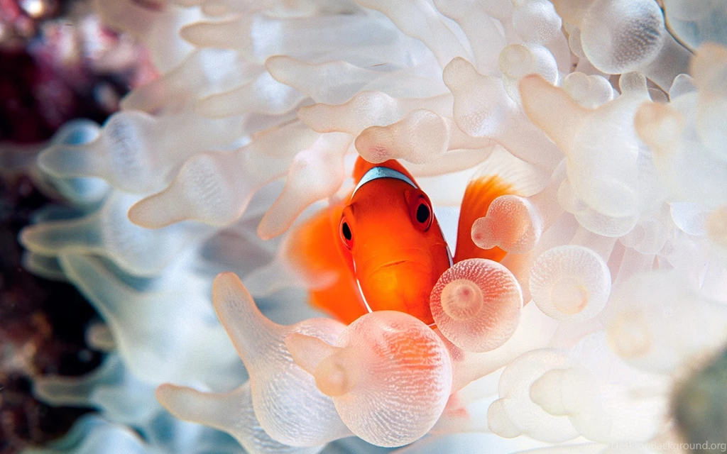 Clownfish And Sea Anemone Tentacles Wallpapers 15801 Animal ...