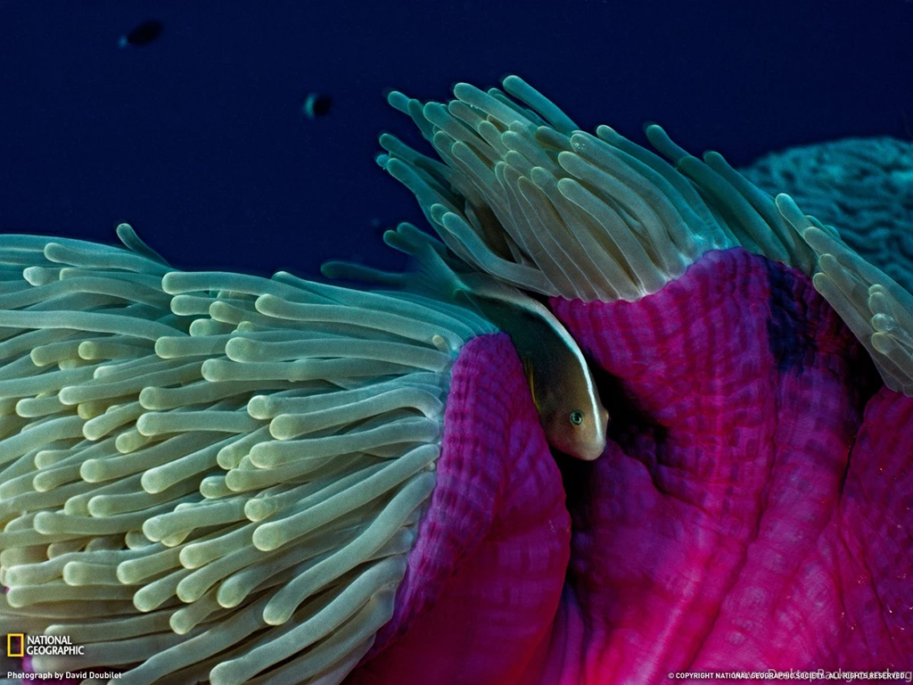 Skunk Clownfish Photo, Sea Anemone Wallpapers – National Geographic ...