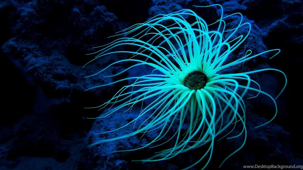 Sea Anemone 1920x1080 (1080p) Wallpapers ImgPrix