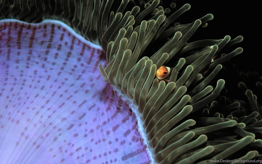 Animals Fish Malaysia Clownfish Sea Anemones Wallpapers