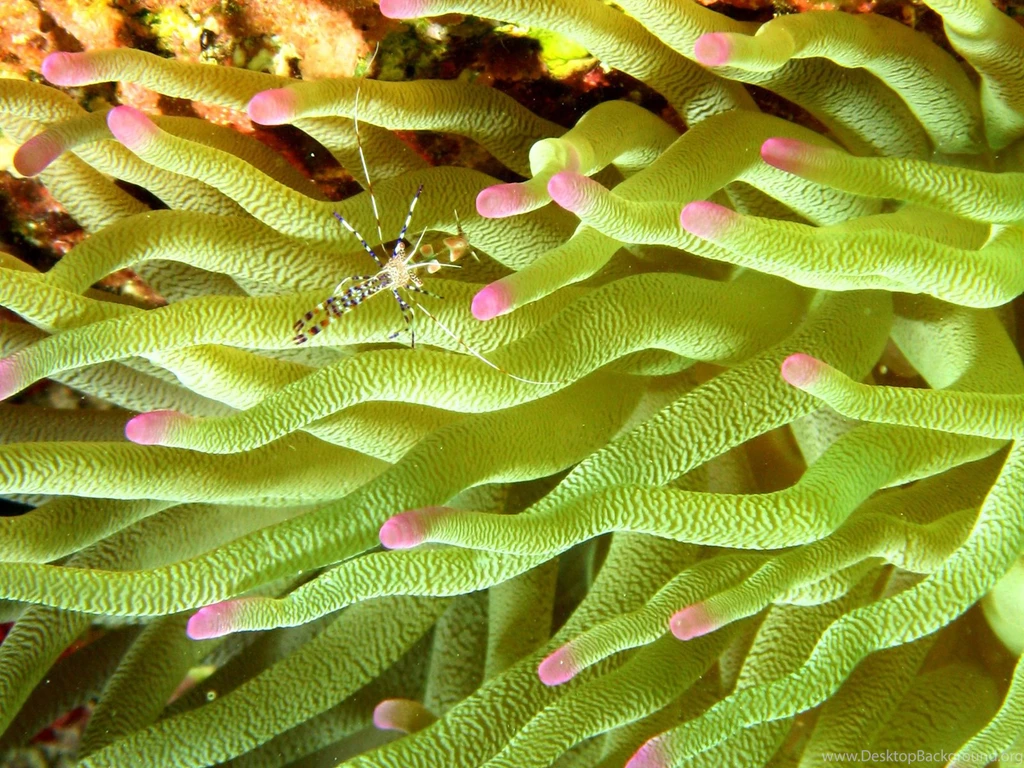 Sea Anemone