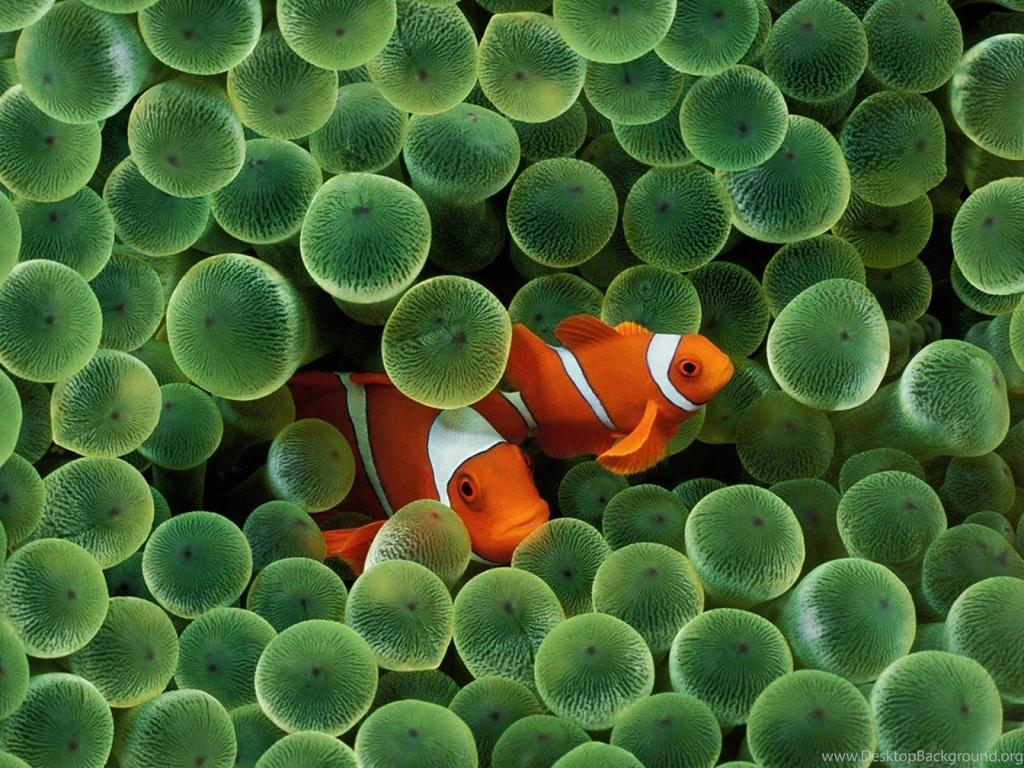 Fish Clownfish Sea Anemones Sea Wallpapers