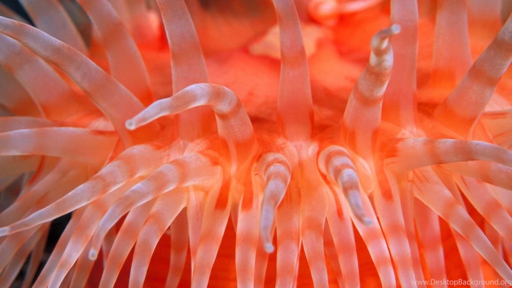Download Wallpapers 3840x2160 Sea Anemones, Bright, Sea, Underwater ...