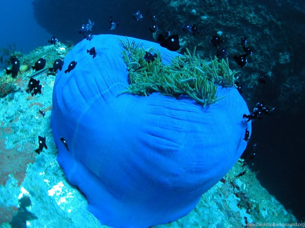 Top Sea Anemone Wallpapers Wallpapers