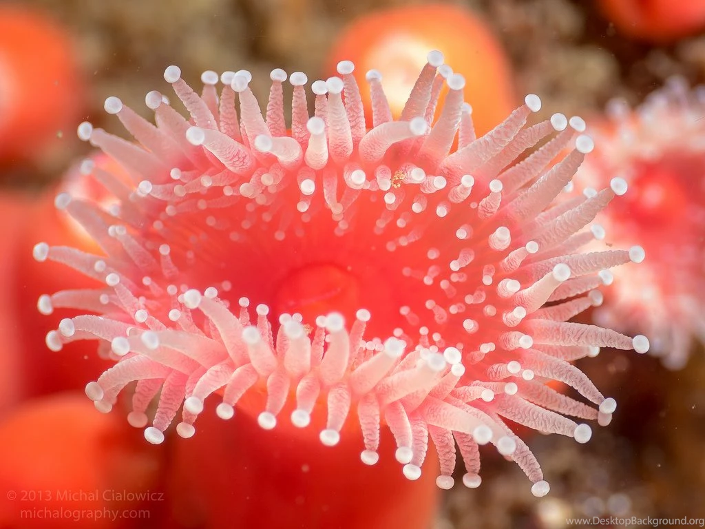 Sea Anemone HD Images 10287 Pacify Mind