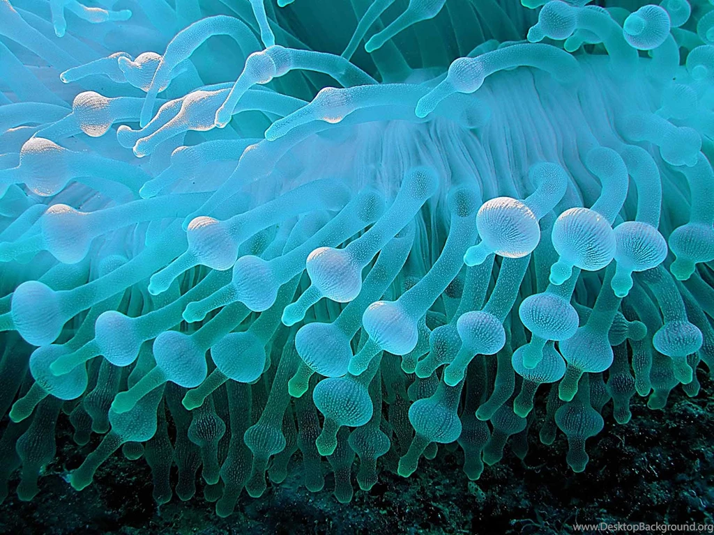 Anemone Wallpapers