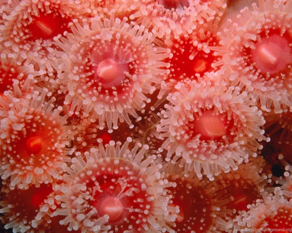 Sea Anemones Wallpapers