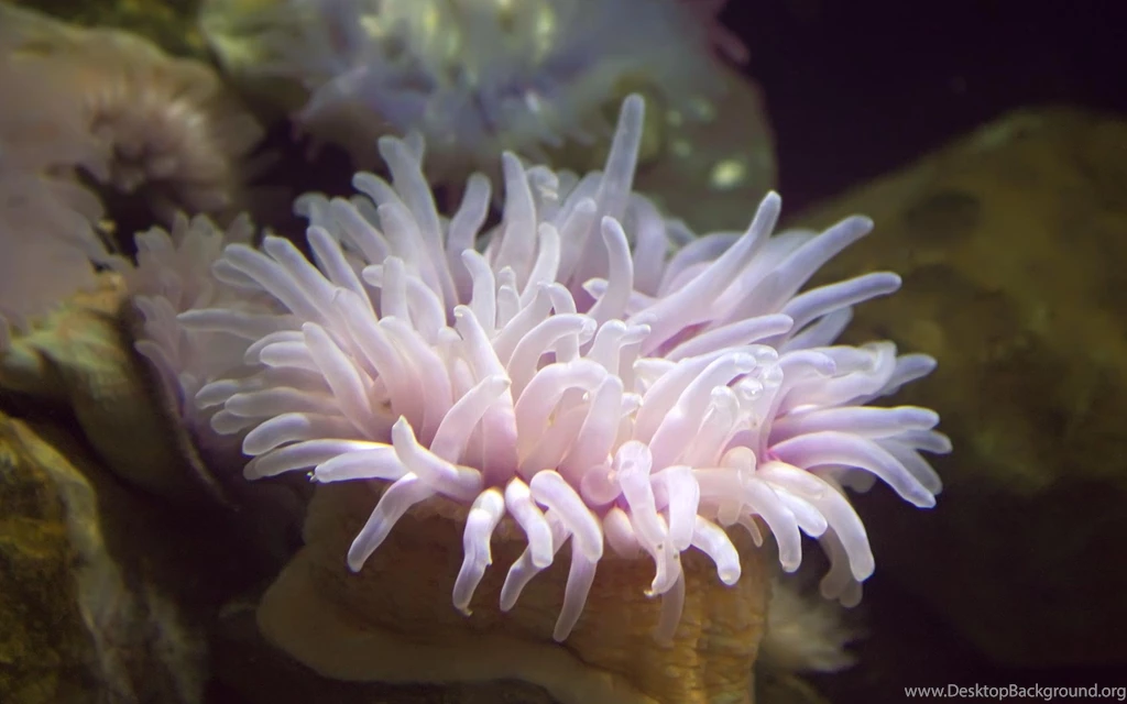 Pink Sea Anemone Wallpaper Backgrounds