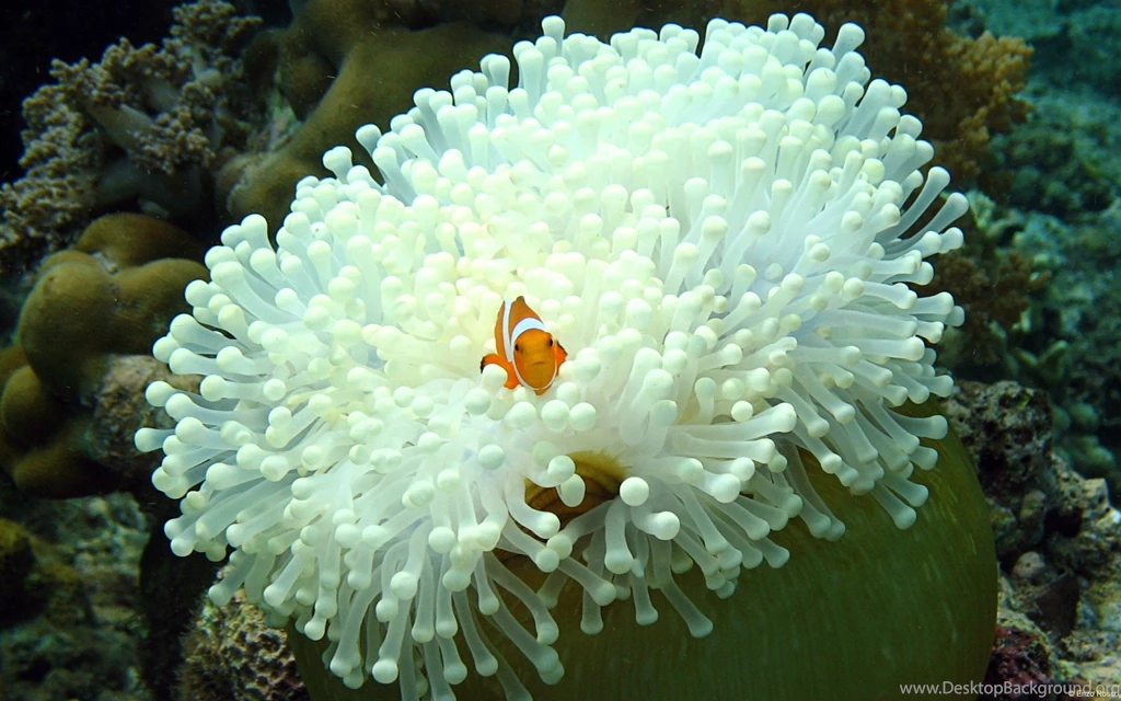 Amphiprioninae Wallpapers