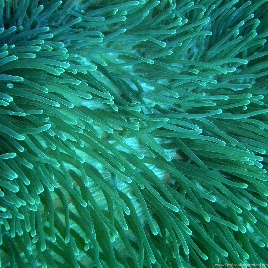 Sea Anemone iPad 2 HD Wallpaper,1024x1024,best Ipad Wallpaper_High ...