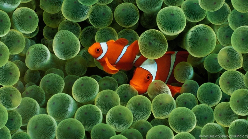Animals Clownfish Fish Sea Anemones Wallpapers