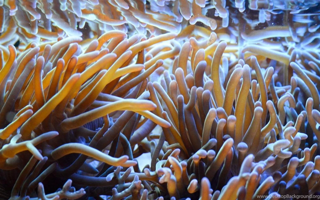 What Is A Coral ? Wallpapers 273 Heteractis Magnifica ((en ...