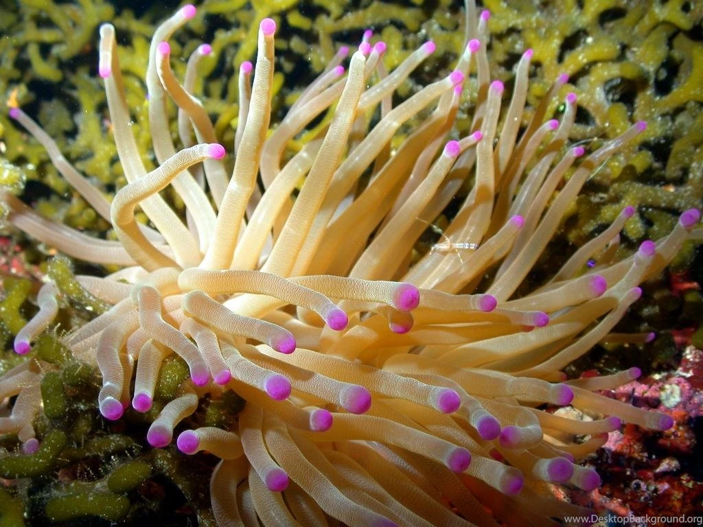 Sea Anemone Backgrounds Bing Images