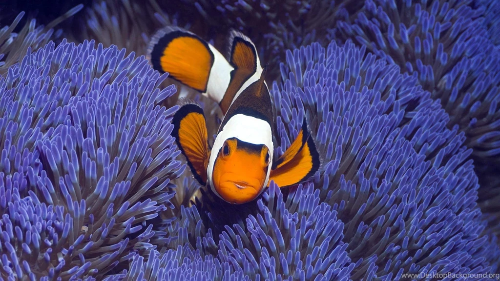 Indonesia Animals Clownfish Fish Sea Anemones Wallpapers