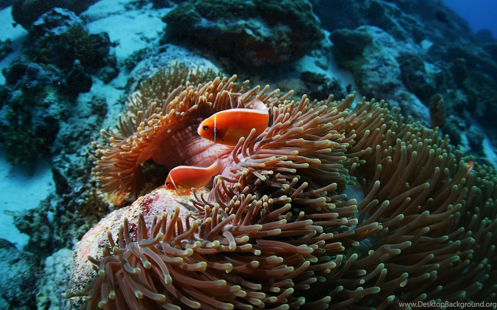 Fish Sea Anemones Underwater Coral Reef Wallpapers