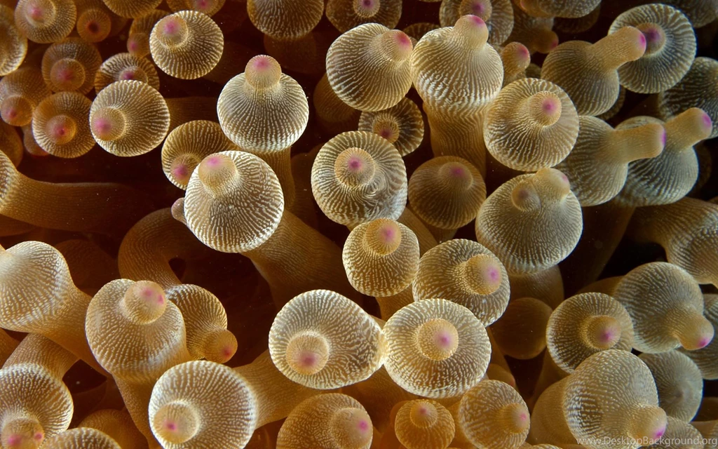 Macro Nature Sea Anemones Animals (