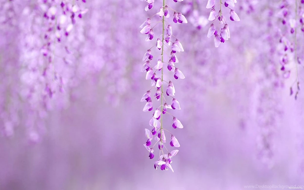 SOOTHING PEACE OF MIND PICTURES