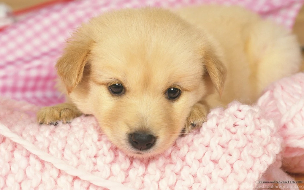 Puppies Wallpapers