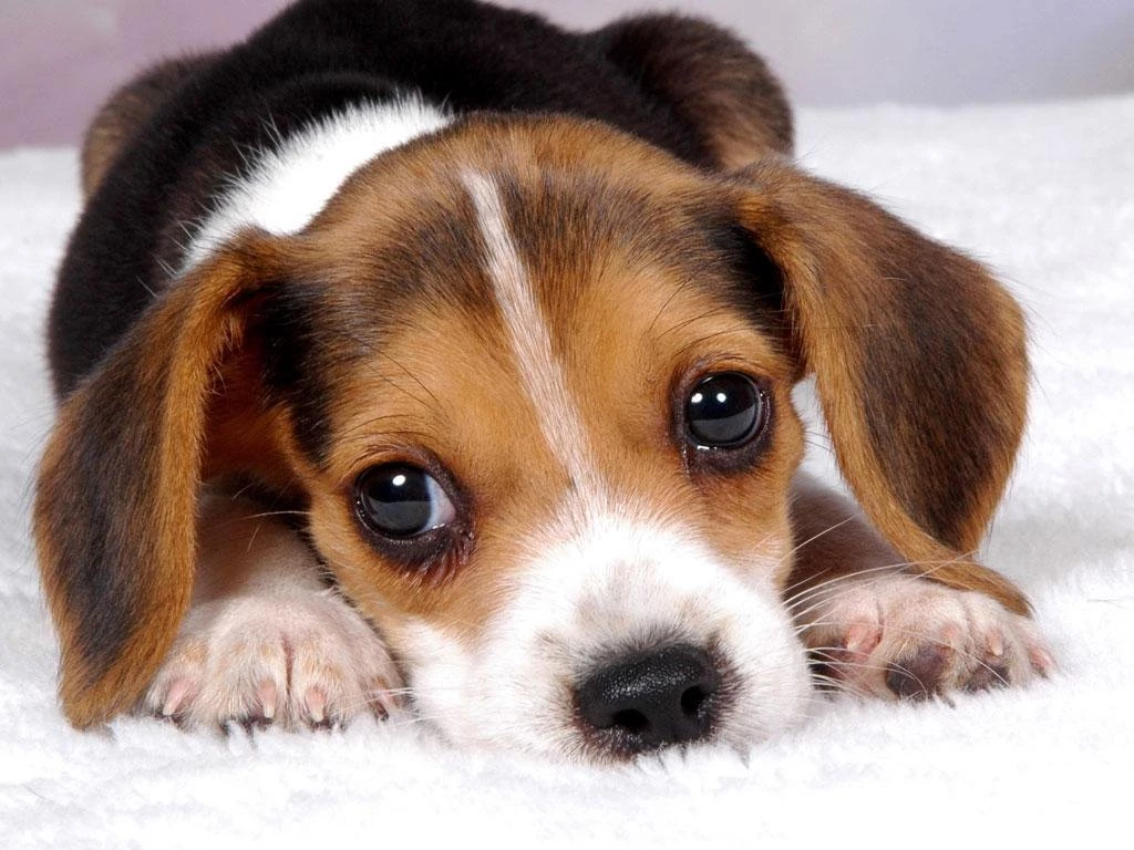 Free Puppy Dog Wallpapers Android Apps On Google Play