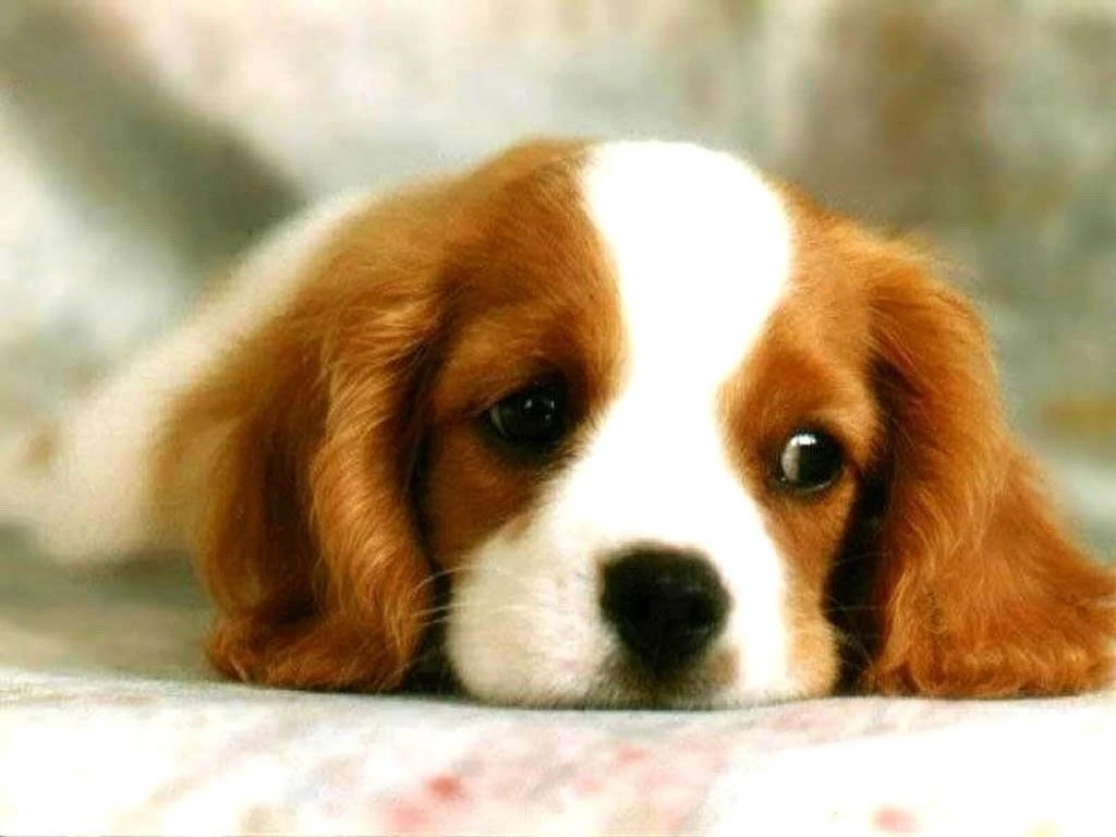 Wallpapers Pets Free S Dog Puppy 1024x768
