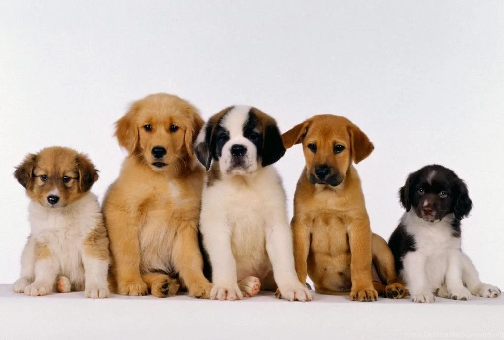 Free Puppy Wallpapers For Computer Wallpapers Cave