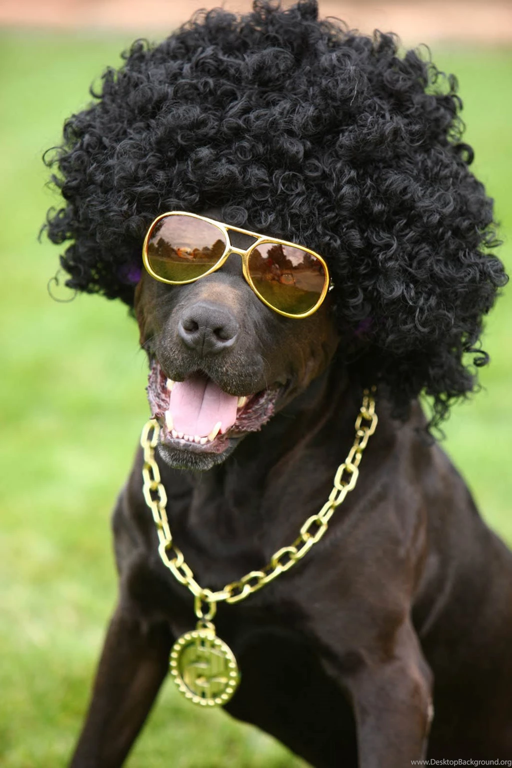 Super Funny Funny Black Puppy Wallpapers For Desktop Free Download ...